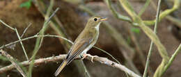 Image of Brown-chested Jungle Flycatcher
