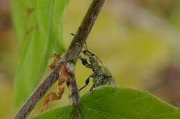 Plancia ëd Phyllobius