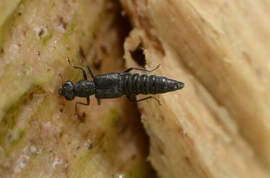 Image of Stenus (Hypostenus) bohemicus Machulka 1947