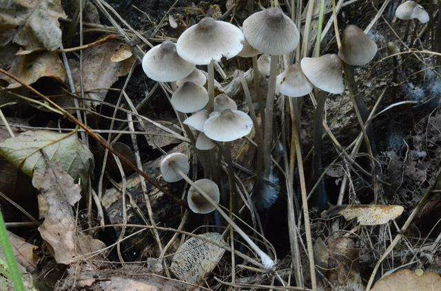 Image of Bonnet Mushroom