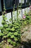 Image of hollyhock