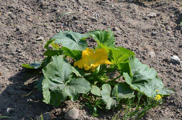 Image of gourd