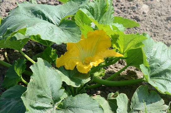 Image of gourd