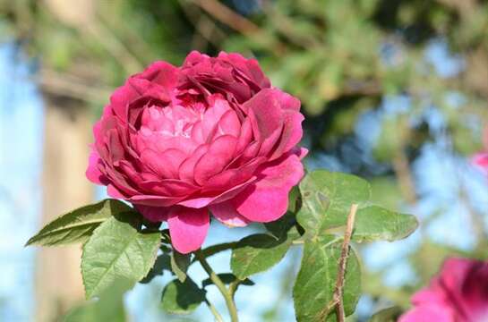 Image of damask rose