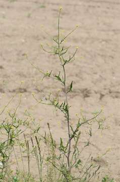 Image of hedgemustard