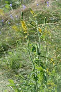 Image of agrimony