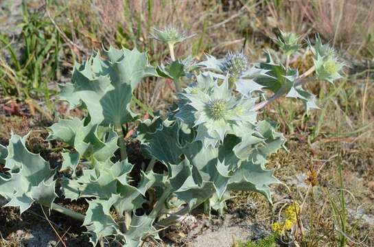 Image of eryngo