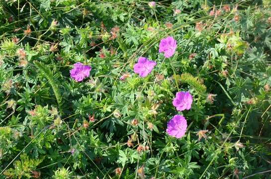 Image of geranium