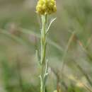 Image de immortelle des sables