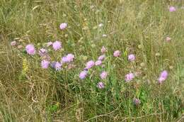 Image of Widow flowers