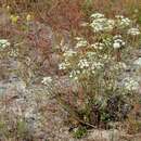 Imagem de Pimpinella saxifraga L.