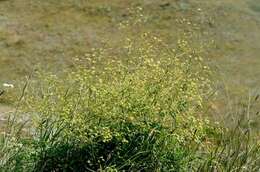 Image of lesser meadow-rue