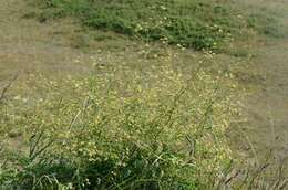 Image of lesser meadow-rue