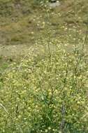 Image of lesser meadow-rue