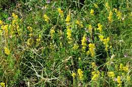 Image of bedstraw