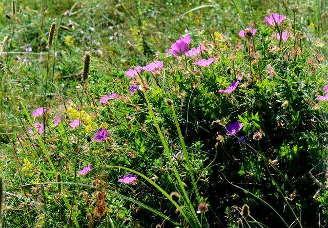 Image of geranium