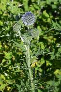 Image of globethistle