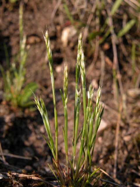 Image of hairgrass