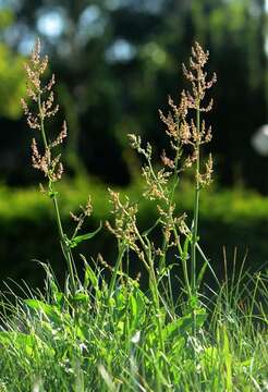 Image of Narrow-Leaf Sorrel