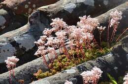 Image of stonecrop