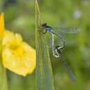 Image of red-eyed damselfly