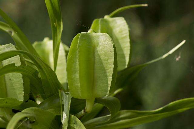 Image of fritillaries