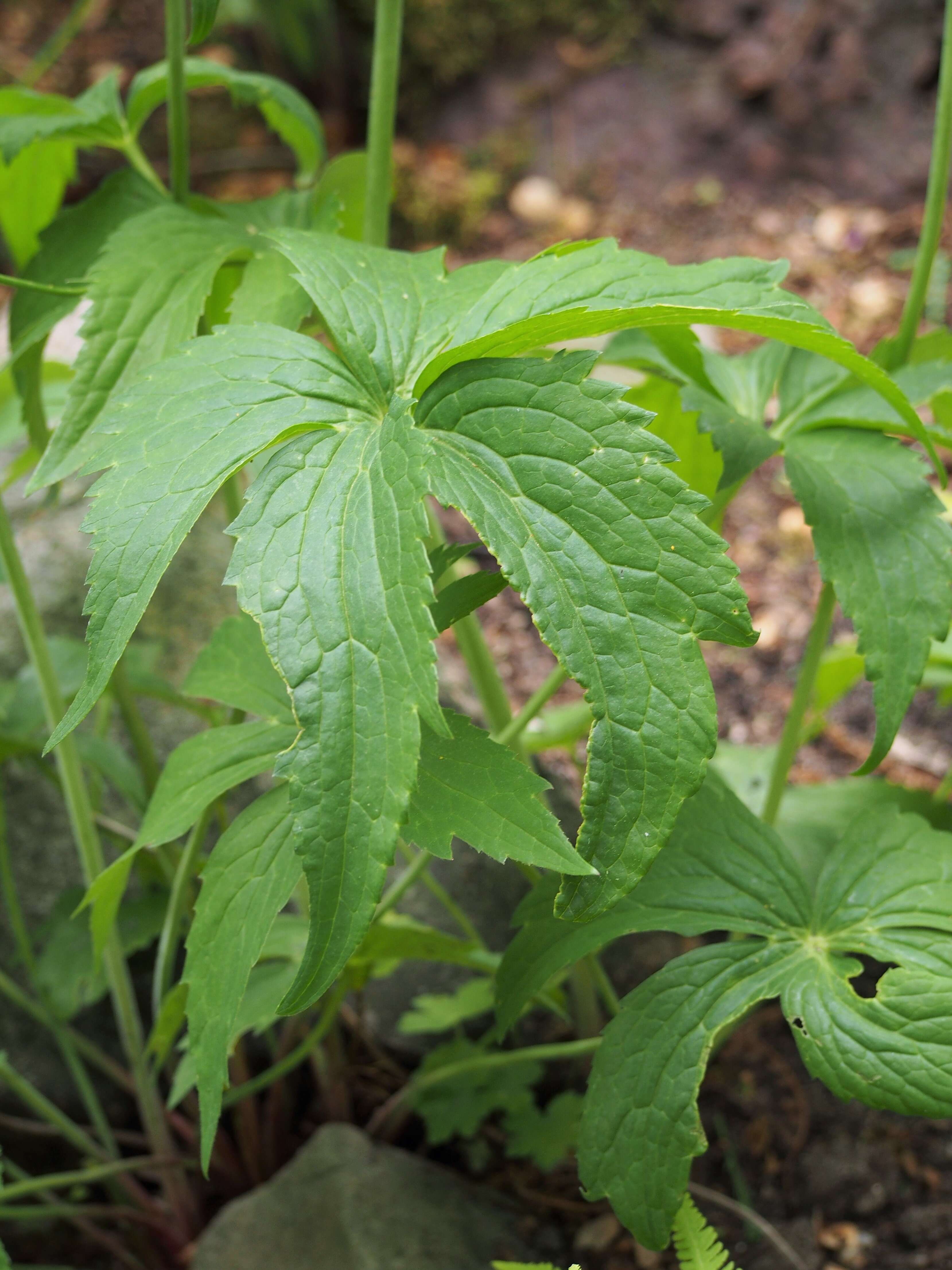 Plancia ëd Ranunculus platanifolius L.