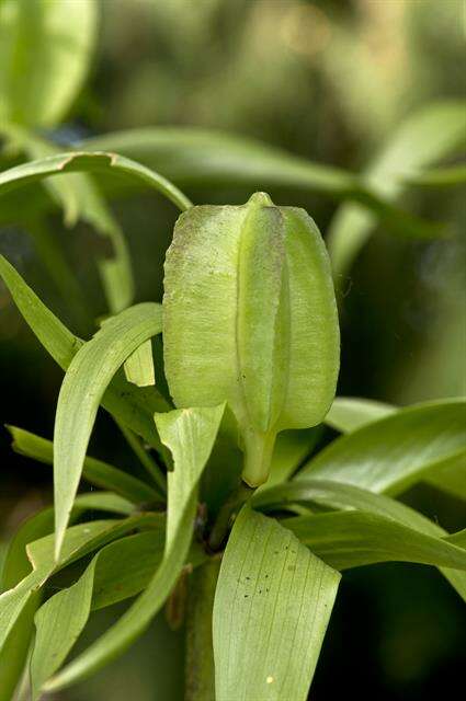 Image of fritillaries