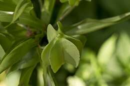 Image of fritillaries