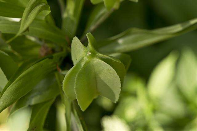 Image of fritillaries