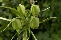 Image of fritillaries