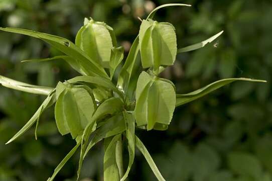 Image of fritillaries