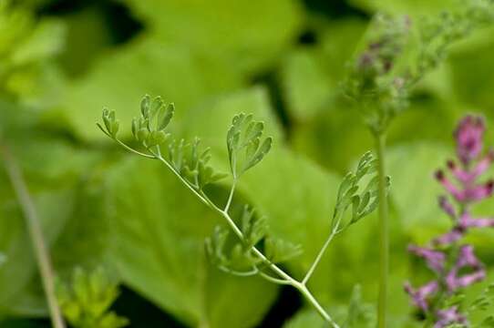 Image of poppy family