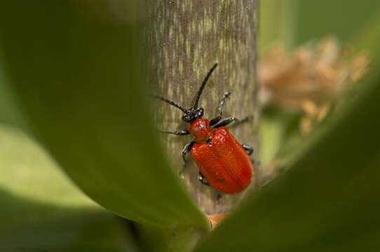 Image of Lilioceris