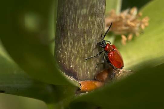 Image of Lilioceris