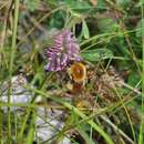 Слика од Bombus muscorum (Linnaeus 1758)