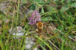 Imagem de Bombus muscorum (Linnaeus 1758)