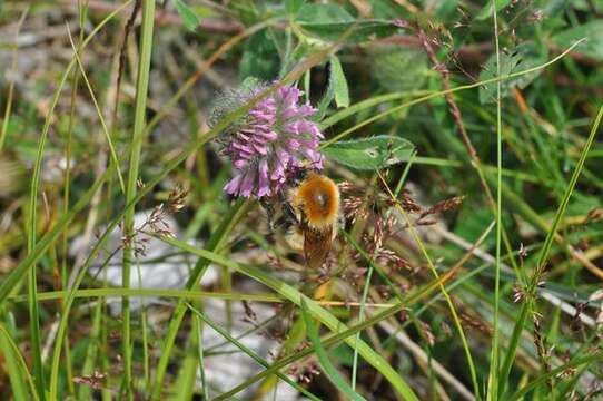 Plancia ëd Bombus muscorum (Linnaeus 1758)