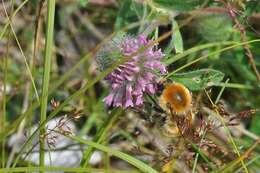 Imagem de Bombus muscorum (Linnaeus 1758)