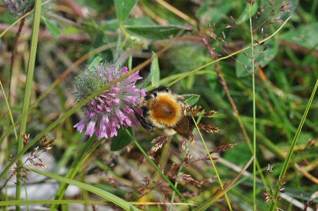 Imagem de Bombus muscorum (Linnaeus 1758)