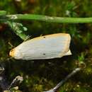 Image of four-dotted footman