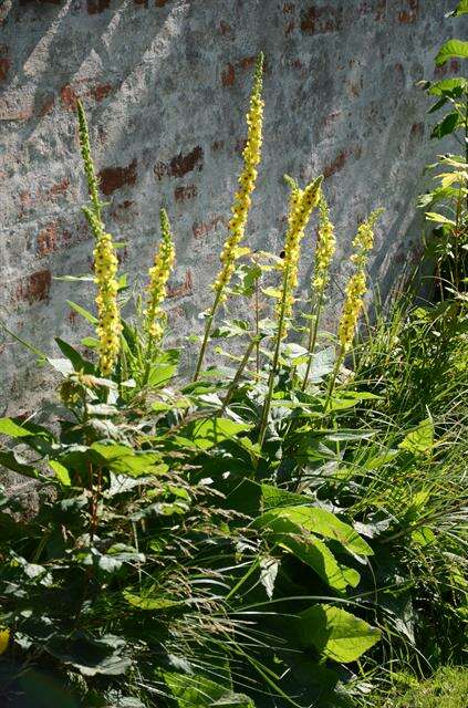 Image of mullein