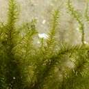 Image of streamside leptodictyum moss
