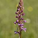 Image of fragrant orchid