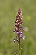 Image of Rein Orchids