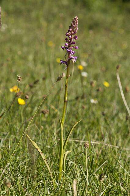 Image of Rein Orchids