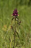 Image of Crested Cow-wheat