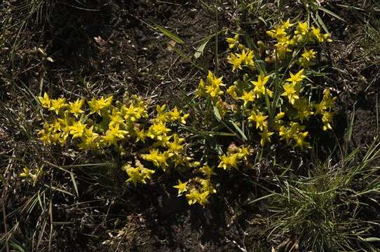 Image of stonecrop