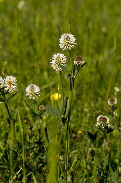 Imagem de Trifolium montanum L.