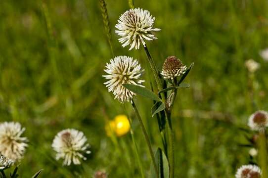 Trifolium montanum L.的圖片